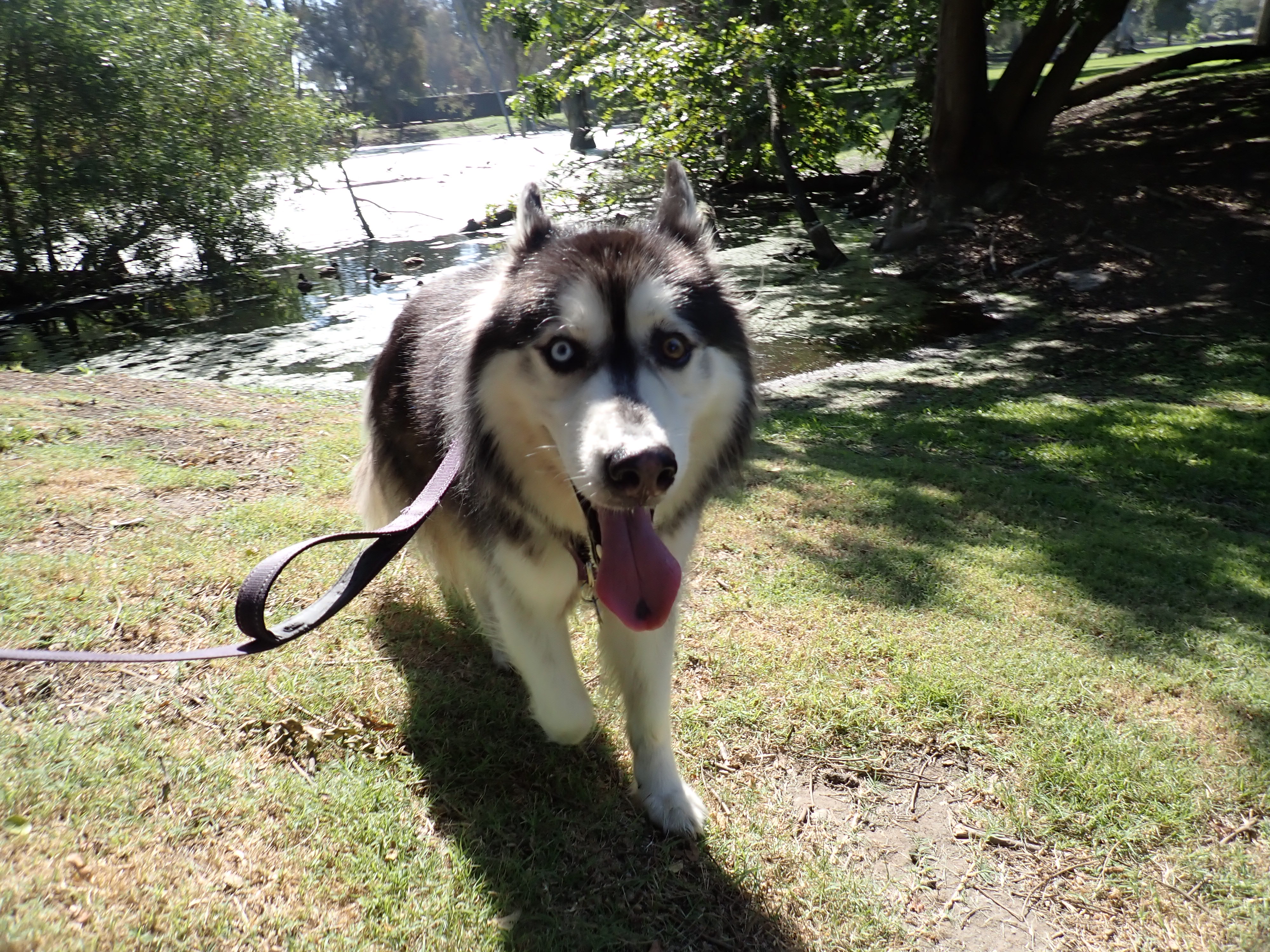 Katin our crazy Siberian Husky who loves to run and walk